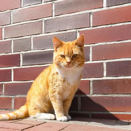 Muehlenblick Auf Dem Eschen Moorweg