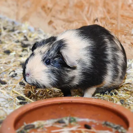 Muehlenblick Auf Dem Eschen