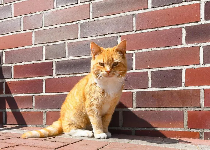 Muehlenblick Auf Dem Eschen Moorweg