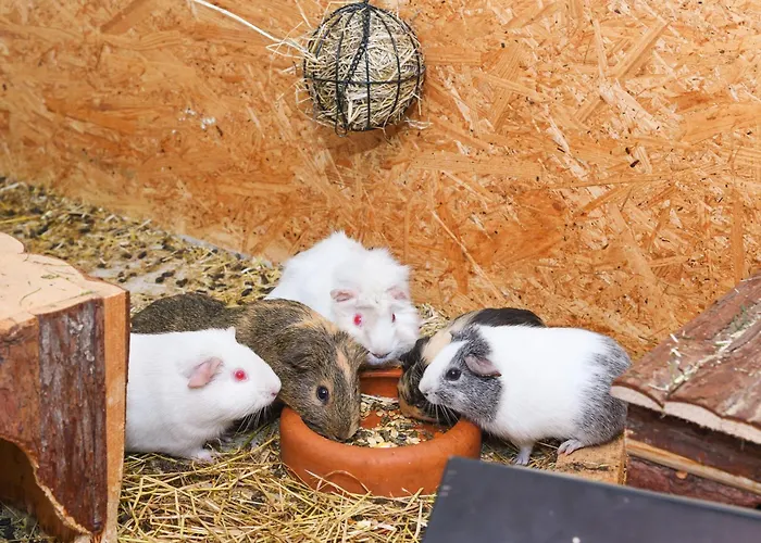 公寓 Muehlenblick Auf Dem Eschen *