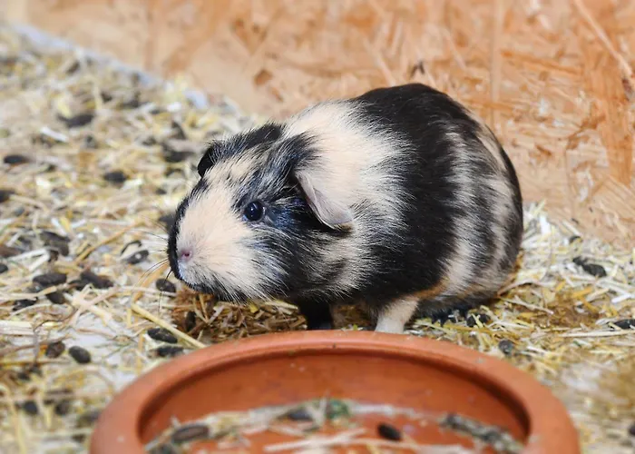Muehlenblick Auf Dem Eschen